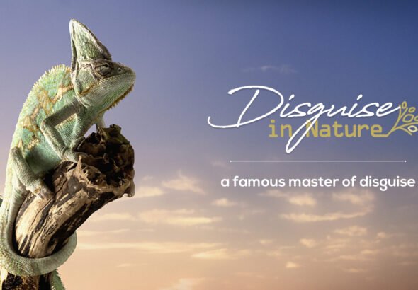 Chameleons: Exploring Nature’s Masters of Camouflage and Color